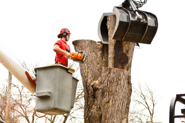 How Our Tree Care Process Works  in  Burbank, WA
